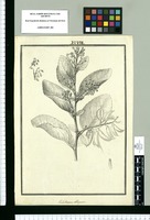 Embothrium obliquum. Original drawing from Ruiz & Pavón's Expedition (1777-1816)