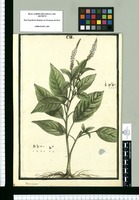 Rivina secunda / Brunete. Original drawing from Ruiz & Pavón's Expedition (1777-1816)