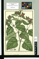Mirabilis prostrata / Fran[cis]co Pulgar. Original drawing from Ruiz & Pavón's Expedition (1777-1816)