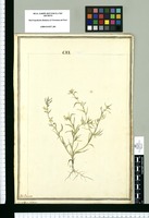 Cynoglossum pilosum / J[ose]ph Brunete. Original drawing from Ruiz & Pavón's Expedition (1777-1816)