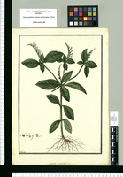 Spigelia anthelmia? L. / Galvez. Original drawing from Ruiz & Pavón's Expedition (1777-1816)