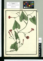 Ipomoea angulata / Brunete. Original drawing from Ruiz & Pavón's Expedition (1777-1816)