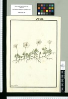Nierembergia repens / Ysidro de Galvez. Original drawing from Ruiz & Pavón's Expedition (1777-1816)