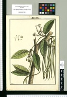 Echites acuminata [sic] / Brunete. Original drawing from Ruiz & Pavón's Expedition (1777-1816)