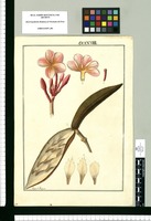 [Plumeria incarnata] / Fran[cis]co Pulgar. Original drawing from Ruiz & Pavón's Expedition (1777-1816)