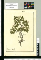 Varronia crenata / Fran[cis]co Pulgar. Original drawing from Ruiz & Pavón's Expedition (1777-1816)