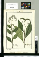 Tournefortia virgata y Tournefortia longifolia / Ysidro de Galvez. Original drawing from Ruiz & Pavón's Expedition (1777-1816)