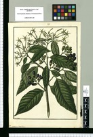 Cestrum longiflorum / Fran[cis]co Pulgar. Original drawing from Ruiz & Pavón's Expedition (1777-1816)