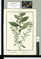 Solanum biformifolium y Solanum sericeum / Is[idro] Galvez del. Original drawing from Ruiz & Pavón's Expedition (1777-1816)