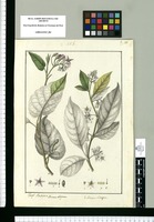 Solanum obliquum y Solanum oblongum / Josef Rubio. Original drawing from Ruiz & Pavón's Expedition (1777-1816)