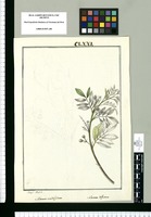 Solanum multifidum y Solanum diffusum / Josef Rubio. Original drawing from Ruiz & Pavón's Expedition (1777-1816)