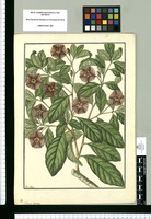 Solanum lycioides / Fran[cis]co Pulgar. Original drawing from Ruiz & Pavón's Expedition (1777-1816)
