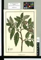 Saracha punctata / Fran[cis]co Pulgar. Original drawing from Ruiz & Pavón's Expedition (1777-1816)