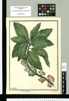 Lycium aggregatum : quiebraollas / Ysidro Galvez. Original drawing from Ruiz & Pavón's Expedition (1777-1816)