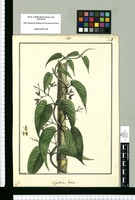 Lygodisodea foetida / Brunete. Original drawing from Ruiz & Pavón's Expedition (1777-1816)