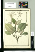Cosmibuena acuminata / Is[idro] Galvez delin. Original drawing from Ruiz & Pavón's Expedition (1777-1816)