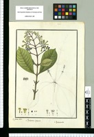 Psychotria sulphurea y Psychotria alba / Is[idro] Galvez delin. Original drawing from Ruiz & Pavón's Expedition (1777-1816)