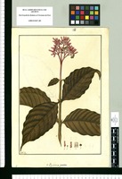 Psychotria punicea / Fran[cis]co Pulgar. Original drawing from Ruiz & Pavón's Expedition (1777-1816)