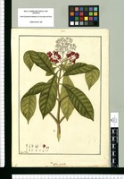 Coffea nitida / Fran[cis]co Pulgar. Original drawing from Ruiz & Pavón's Expedition (1777-1816)