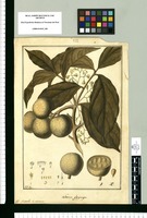Leonia glycycarpa / Fran[cis]co Pulgar. Original drawing from Ruiz & Pavón's Expedition (1777-1816)