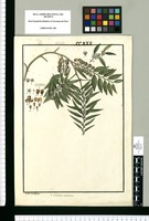 Celastrus uncinatus / Ysidro de Galvez. Original drawing from Ruiz & Pavón's Expedition (1777-1816)