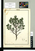 Stereoxylon corymbosum / Galvez. Original drawing from Ruiz & Pavón's Expedition (1777-1816)