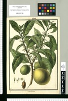Achras caimito / Galvez. Original drawing from Ruiz & Pavón's Expedition (1777-1816)