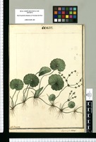 Hydrocotyle tribotrys / J[ose]ph Brunete. Original drawing from Ruiz & Pavón's Expedition (1777-1816)