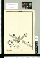 Evolvulus sericeus / Ysidro de Galvez. Original drawing from Ruiz & Pavón's Expedition (1777-1816)