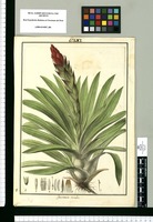 Guzmania tricolor / Galvez. Original drawing from Ruiz & Pavón's Expedition (1777-1816)