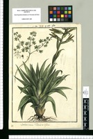 Bowlesia incana y Tillandsia biflora / Brunete. Original drawing from Ruiz & Pavón's Expedition (1777-1816)