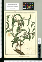 Loranthus sarmentosus / Brunete. Original drawing from Ruiz & Pavón's Expedition (1777-1816)