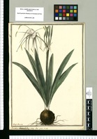 Pancratium littorale Jacq. / Joseph Brunete. Original drawing from Ruiz & Pavón's Expedition (1777-1816)