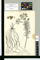 Alstroemeria peregrina / Is[idro] Galvez delin. Original drawing from Ruiz & Pavón's Expedition (1777-1816)