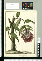Alstroemeria purpurea / Galvez. Original drawing from Ruiz & Pavón's Expedition (1777-1816)