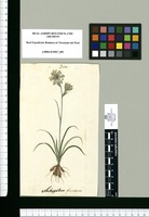 Anthericum plumosum. Original drawing from Ruiz & Pavón's Expedition (1777-1816)
