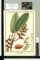 Heliconia rostrata / Galvez. Original drawing from Ruiz & Pavón's Expedition (1777-1816)