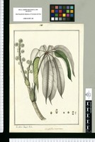 Actinophyllum acuminatum / Lo dibuxó Joseph Rubio. Original drawing from Ruiz & Pavón's Expedition (1777-1816)