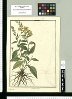 Oenothera virgata / Is[idro] Galvez delin. Original drawing from Ruiz & Pavón's Expedition (1777-1816)