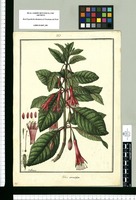 Fuchsia serratifolia / Galvez. Original drawing from Ruiz & Pavón's Expedition (1777-1816)