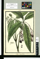 Neea verticillata / Brunete. Original drawing from Ruiz & Pavón's Expedition (1777-1816)