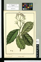 Cornidia umbellata / Fran[cis]co Pulgar del. Original drawing from Ruiz & Pavón's Expedition (1777-1816)