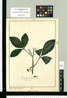 Sapindus microcarpus / Xavier Cortes y Alcoser del. Original drawing from Ruiz & Pavón's Expedition (1777-1816)