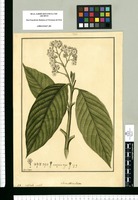 Laurus reticulata / Fran[cis]co Pulgar. Original drawing from Ruiz & Pavón's Expedition (1777-1816)