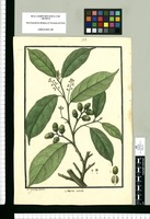 Laurus nitida / Is[idro] Galvez delin. Original drawing from Ruiz & Pavón's Expedition (1777-1816)