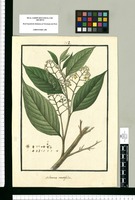 Laurus acutifolia. Original drawing from Ruiz & Pavón's Expedition (1777-1816)
