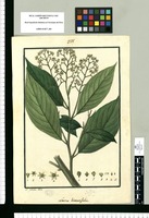 Laurus lineatifolia / Is[idro] Galvez delin. Original drawing from Ruiz & Pavón's Expedition (1777-1816)