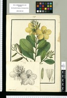 Godoya obovata / Is[idro] Galvez delin. Original drawing from Ruiz & Pavón's Expedition (1777-1816)