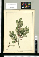 Ceratostema emarginata [sic] / Galvez. Original drawing from Ruiz & Pavón's Expedition (1777-1816)