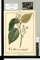 Foveolaria ovata / Jose Rivera dupº. Original drawing from Ruiz & Pavón's Expedition (1777-1816)